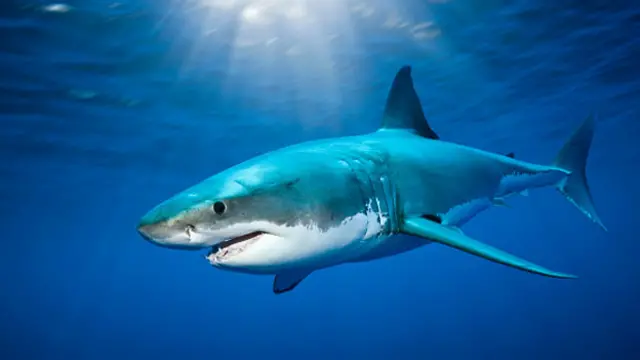 大白鲨惊艳无比 (Getty图片)