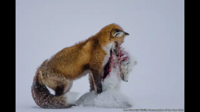 کینیڈا سے تعلق رکھنے والے فوٹوگرافر ڈون گوتوسکی کی اس تصویر میں ایک لومڑی آرکٹٹک پر اپنے شکار میں مصروف ہے۔ اس تصویر کا عنوان ہے ’دو لومڑیوں کی کہانی‘