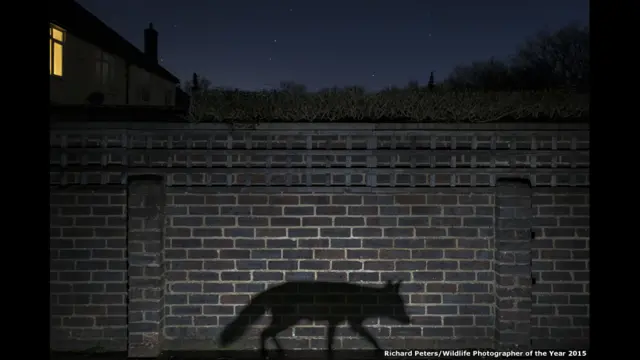 رچررڈ پیٹر نے اس تصویر میں ایک لومڑی کے سائے کو کیمرے کی آنکھ میں محفوظ کیا ہے