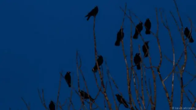 Tsuntsayen sukan ankarar da junansu game da wani hadari ko barazana