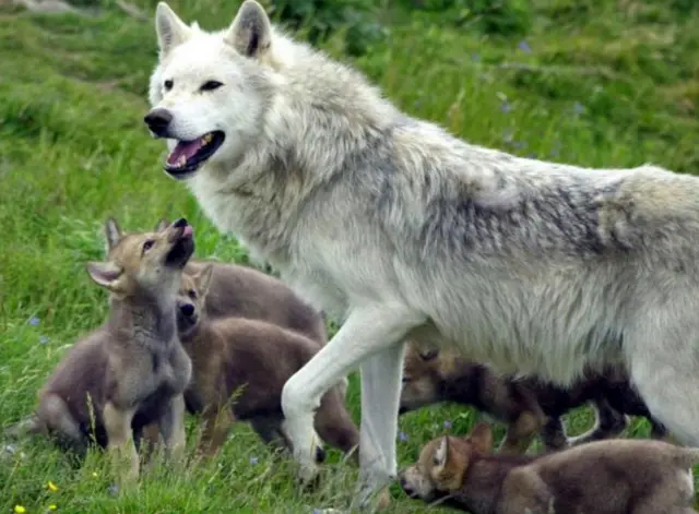Волчица с волчатами
