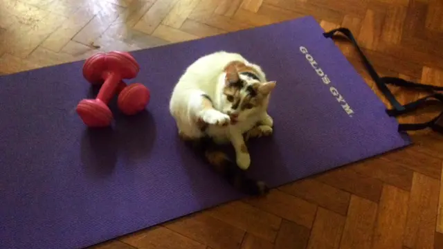 Кот на коврике для упражнений
