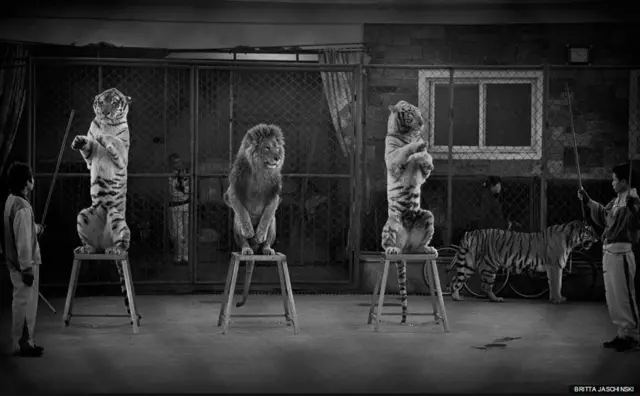 بهترین عکس بخش "تک‌عکس خبری" - بریتا یاشینسکی (آلمان/ بریتانیا) دندان‌ها و ناخن‌های این گربه‎سانان برای نمایش در سیرکی چینی، کشیده‌ شده‌اند.