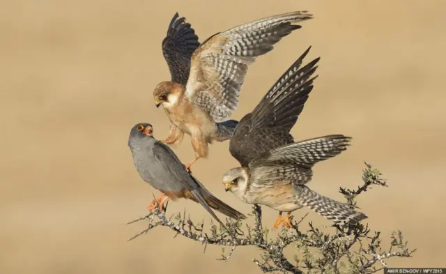 بهترین عکس بخش "پرندگان" - عمیر بن دوو (اسرائیل). او برای انداختن این عکس پنج روزعکاسی می‌کرد. عکس بالا در پنج دقیقه آخر روز پنجم گرفته شد.