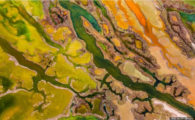 بهترین عکس بخش "از آسمان" - پیر سولر (اسپانیا) - منطقه‌ای جلبکی در کادیس، جنوب اسپانیا