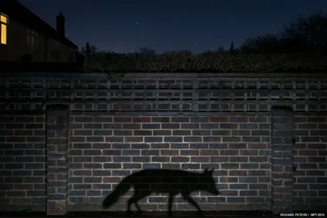 بهترین عکس بخش "شهری" - ریچارد پیترز (بریتانیا) 