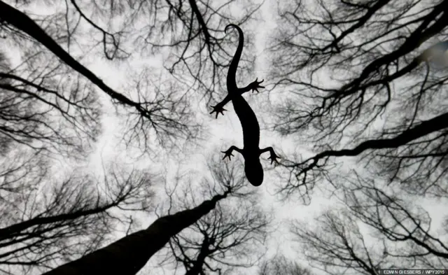 بهترین عکس بخش "خزندگان و دوزیستان" - ادوین گیسبرس (هلند)