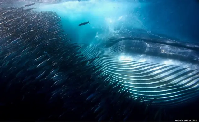 بهترین عکس بخش "زیر آب" - مایکل او (استرالیا)