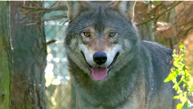 لیوان افسانوي موجودات دي... هم انسان مجذوبوي او هم یې ډاروي.