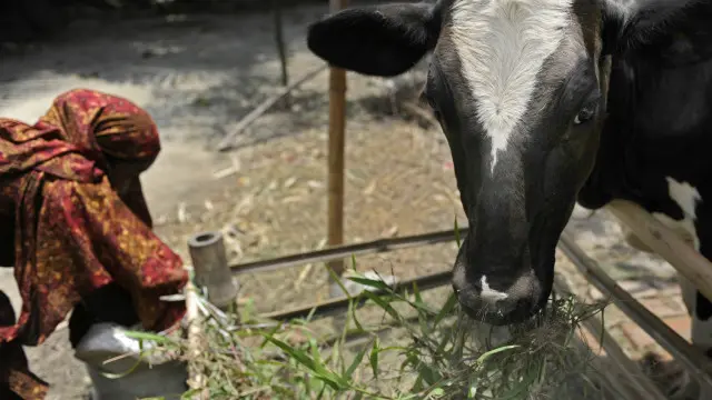 bangla_village-women