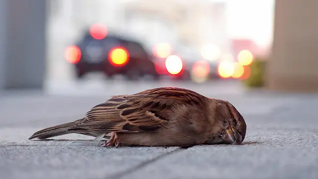 Хто це зробив?