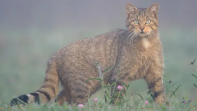 Кіт лісовий (Felis Silvestris), знайдений у Франції