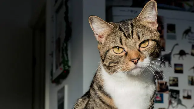 Котик незадоволений