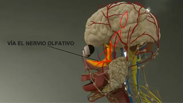 Ilustración nariz-cerebro