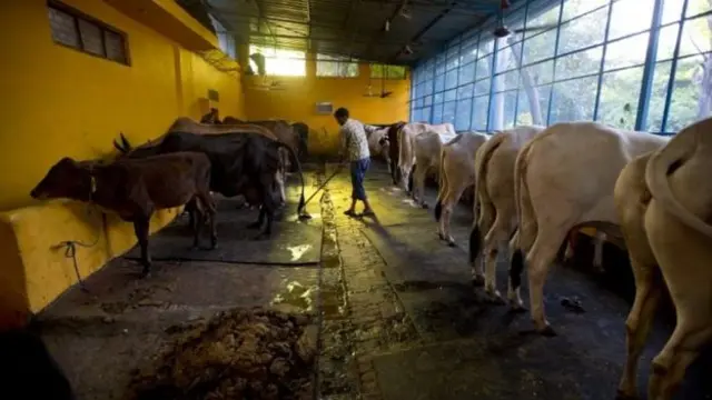 ملک میں گائے اور بھینسوں کی آبادی میں اضافہ ہوا ہے