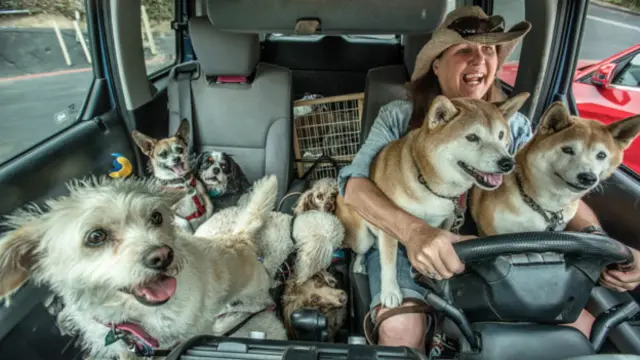 "Dog Walker", de Johanna Siegmann