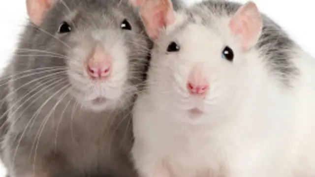 Bakaken Beraye na yaduwa saboda sare gandun dazuka