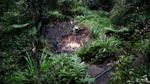 藏身于隐蔽的地点(图片来源：Naomi Arnold)