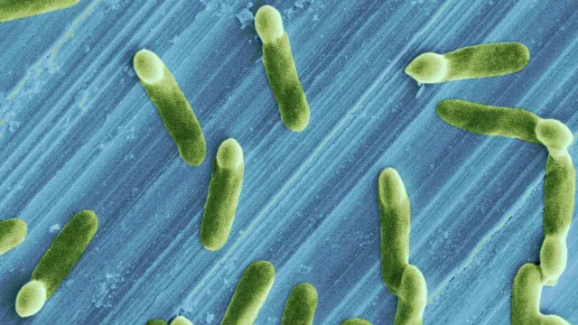 Антибіотики