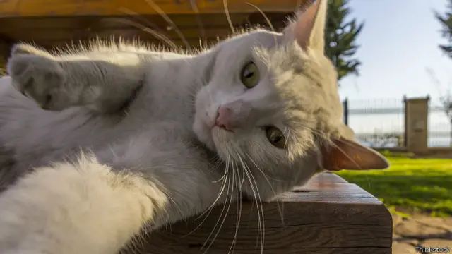 Кошка потягивается