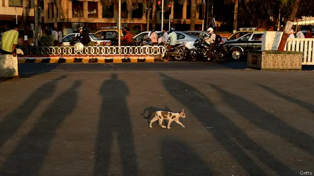 Одинокий кот в Индии