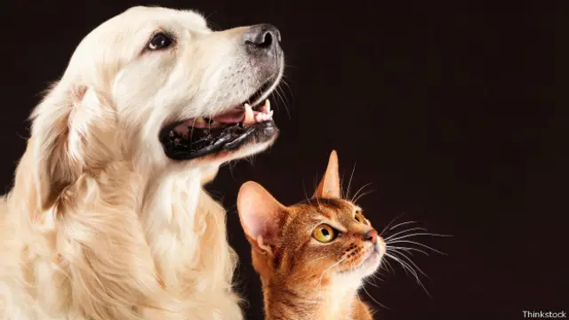 Собака и кошка