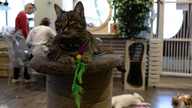 Кафе для кошек и людей