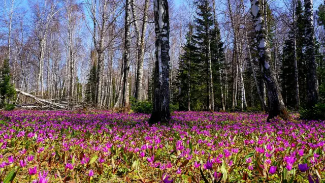 Автор Александр Докучаев