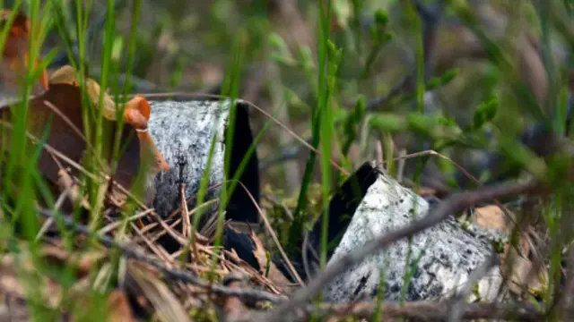 Екатерина Матвеева