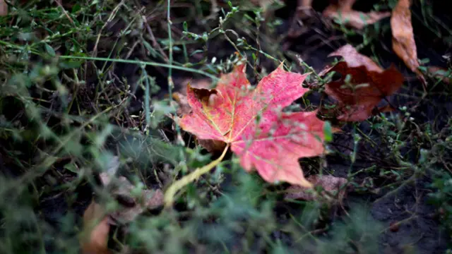 Елизавета Солдатенко