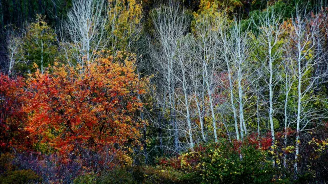 Эмиль Ягудин