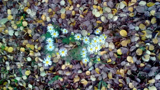 Урсула, Чехия