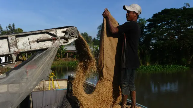 Sản lượng lúa tại Đồng bằng sông Cửu Long chịu thiệt hại còn do không có mùa nước nổi như mọi năm