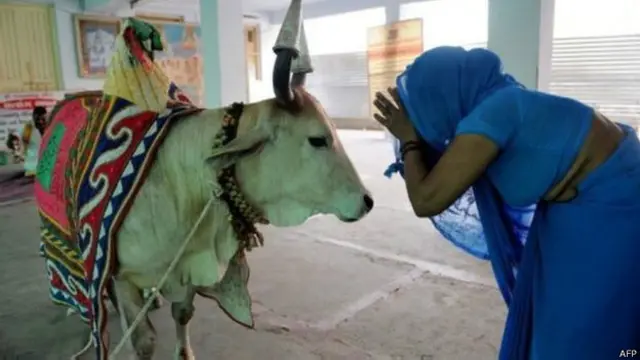 بھارت میں ہندوؤں کے مختلف تہواروں کے دنوں میں گائے کی پوجا کی جاتی ہے اور انھیں خوب سجایا جاتا ہے 