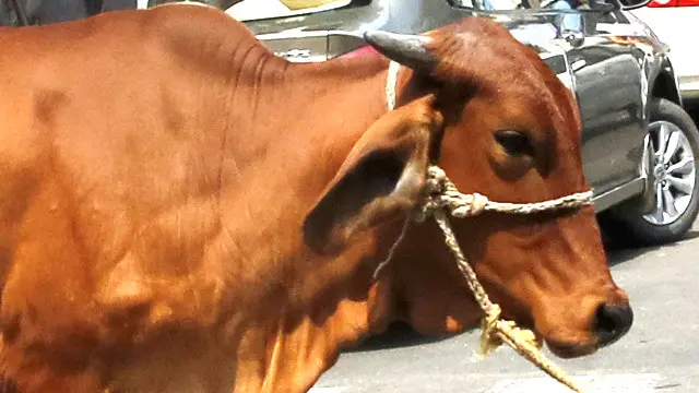 भारतीय गाय