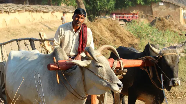 भारत किसान