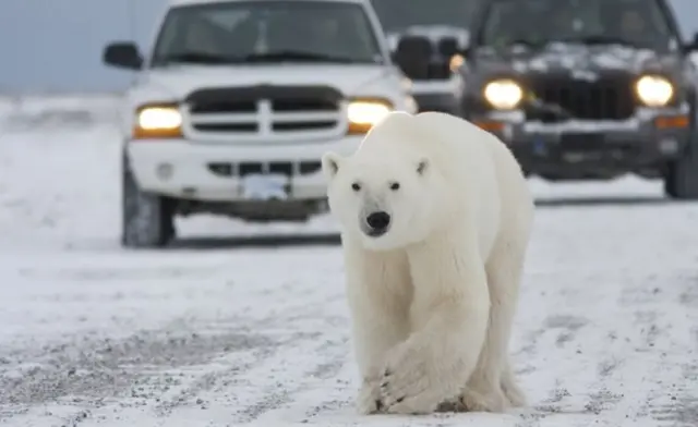 Ver osos en medio de las calles de la ciudad se ha transformado en algo de todos los días en Arviat. Foto: Nadine Lamoureux.