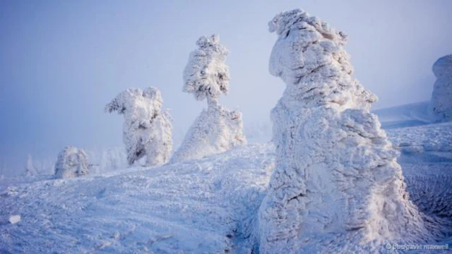藏王连峰上的雪树 (图片来源: BBC/Gavin Maxwell)