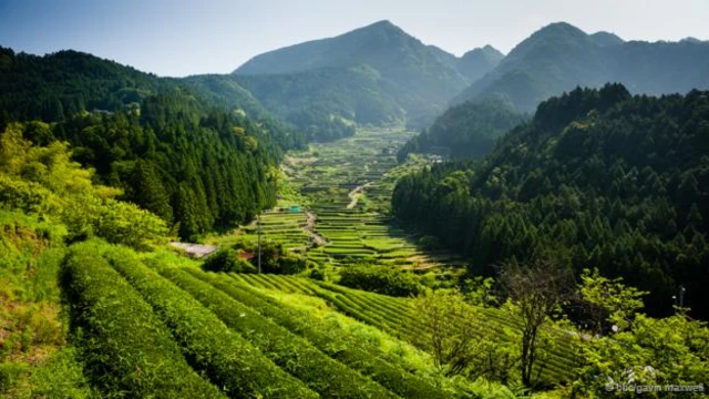 日本本州岛四谷的传统水稻梯田(图片来源: BBC/Gavin Maxwell)