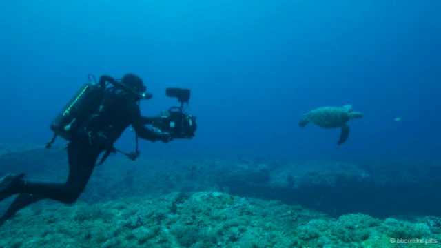 水下拍摄与那国岛的绿甲海龟 (图片来源: BBC/Mike Pitts)