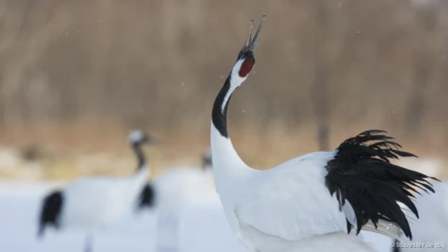 (图片来源: BBC/Ester de Roij)