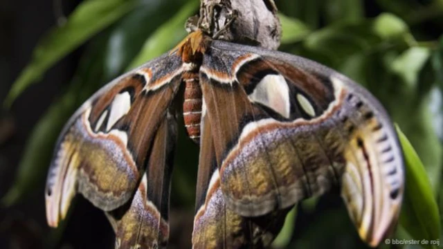 (图片来源: BBC/Ester de Roij)