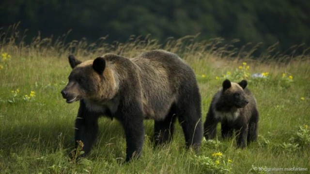 (图片来源: BBC/Graham MacFarlane)