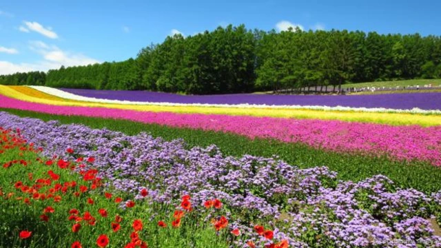 (图片来源: BBC/Daisuke Semiya)