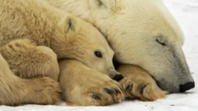Los osos se alimentan principalmente de focas, cuya presencia detectan gracias a su agudo sentido del olfato. 