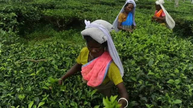 ভারতে একটি চায়ের বাগান।