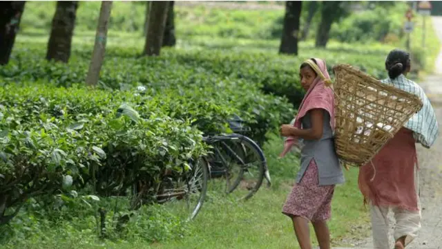  ان خواتین کا ایک نعرہ: ’ہم اپنے کندھوں پر چائے اٹھاتی ہیں اور تم پیسہ‘ 