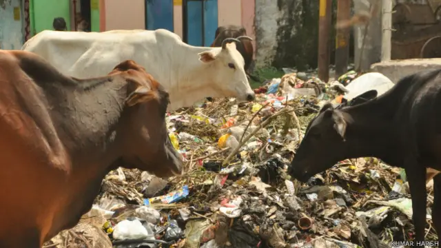 कूड़ा खाती गाय