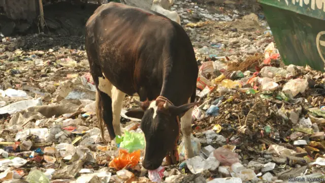 कूड़ा खाती गाय