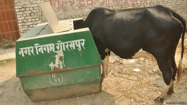 कूड़ा खाती गाय